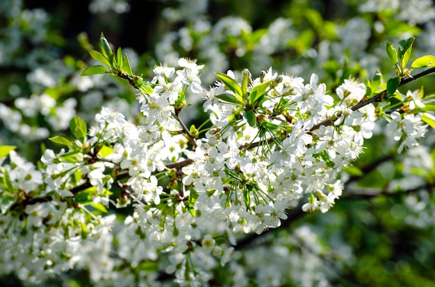 Cerisier En Fleurs Blanches Denses Au Printemps Dans Le Jardin