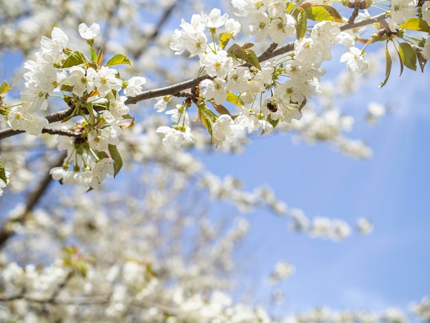 Cerisier en fleurs blanches Photographie rapprochée naturelle Thème du printemps