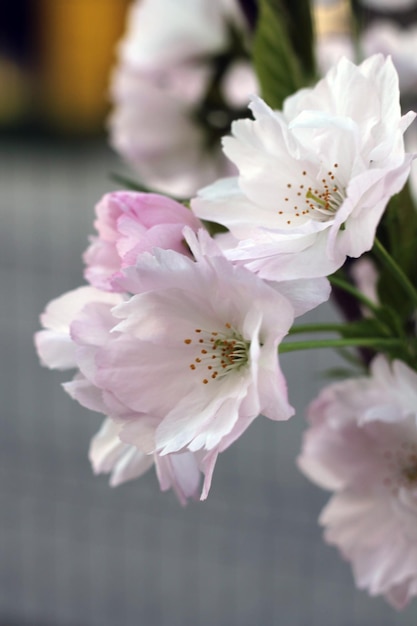 Photo cerisier à fleurs blanches et roses