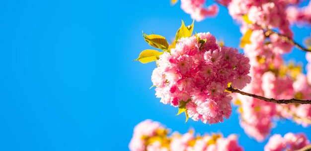 Cerisier en fleurs de cerisier sacura pour cartes de vœux de Pâques et de printemps avec bordure de printemps de l'espace de copie ...