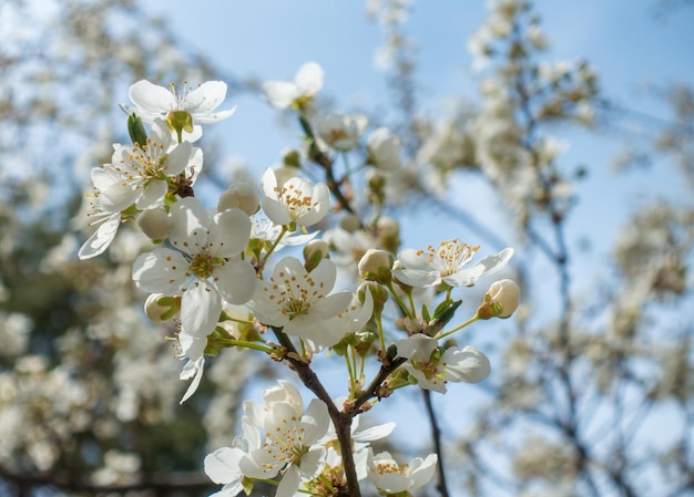 Cerisier en fleurs contre un ciel bleu Fleurs de cerisier Fond de printemps