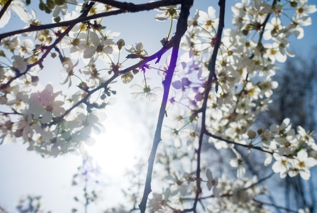 Cerisier en fleurs contre un ciel bleu Fleurs de cerisier Fond de printemps