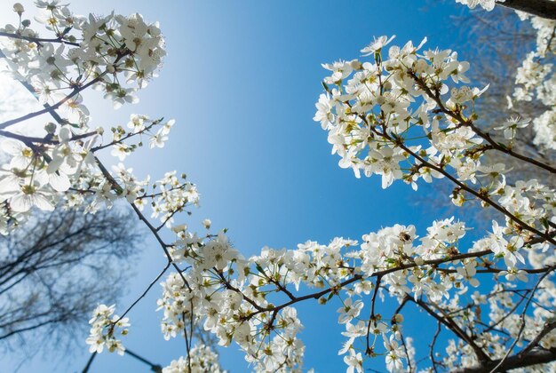 Cerisier en fleurs contre un ciel bleu Fleurs de cerisier Fond de printemps