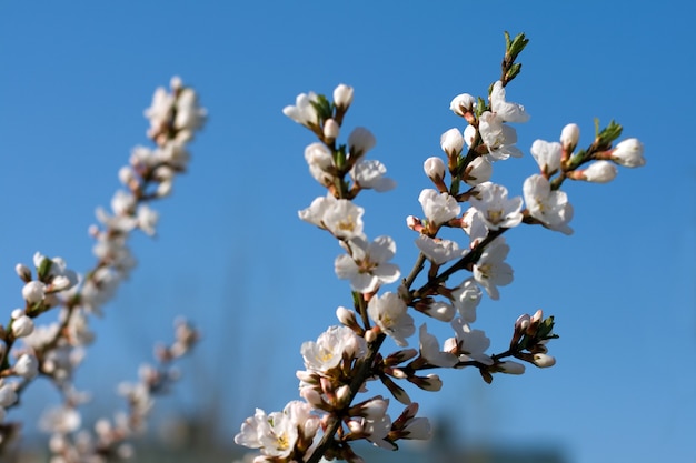 Cerisier en fleurs contre le ciel bleu