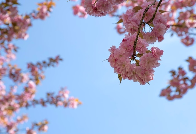 Cerisier en fleurs dans le ciel