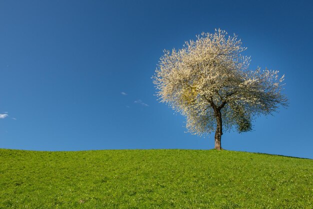 Cerisier en fleurs dans les collines