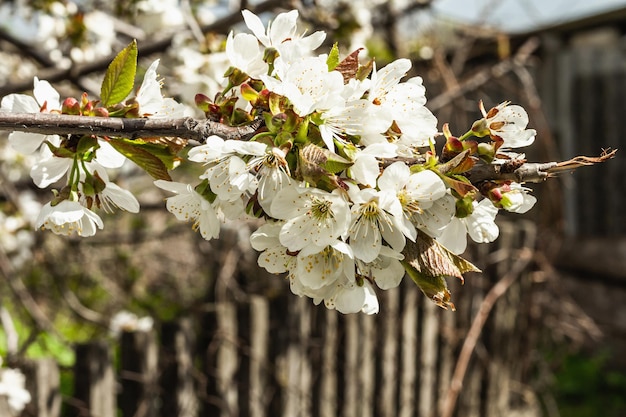 Cerisier en fleurs dans le jardin Printemps saisonnier de plantes en croissance Concept de jardinage