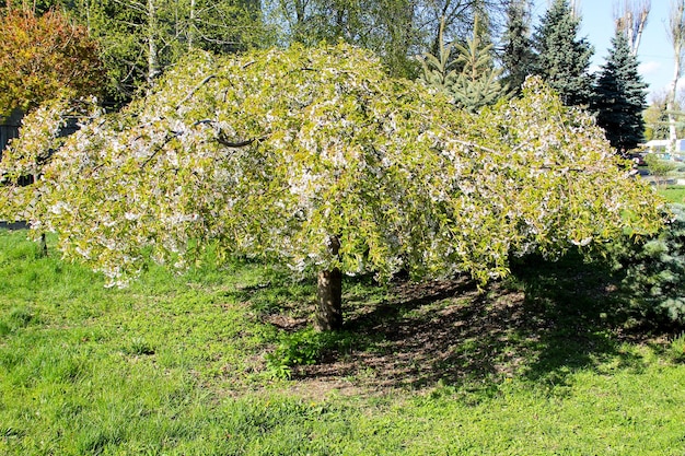 Cerisier à fleurs printanières blanches dans le parc