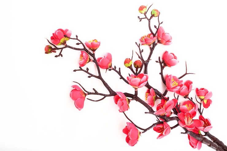 Photo cerisier en fleurs avec rose vif