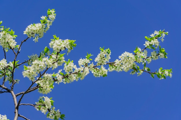 Cerisier En Fleurs Se Bouchent.