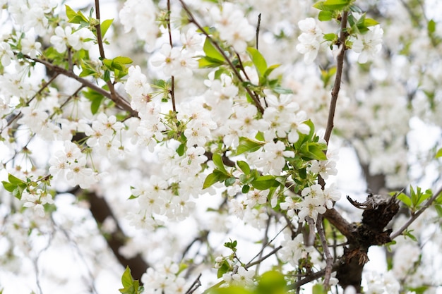 Cerisier en fleurs