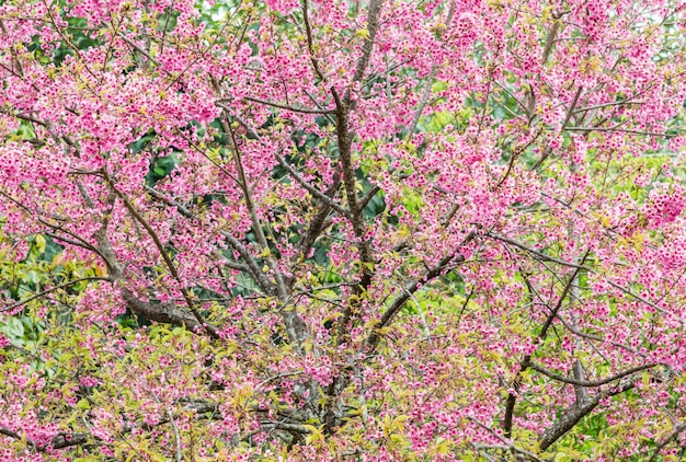 Cerisier en fleurs