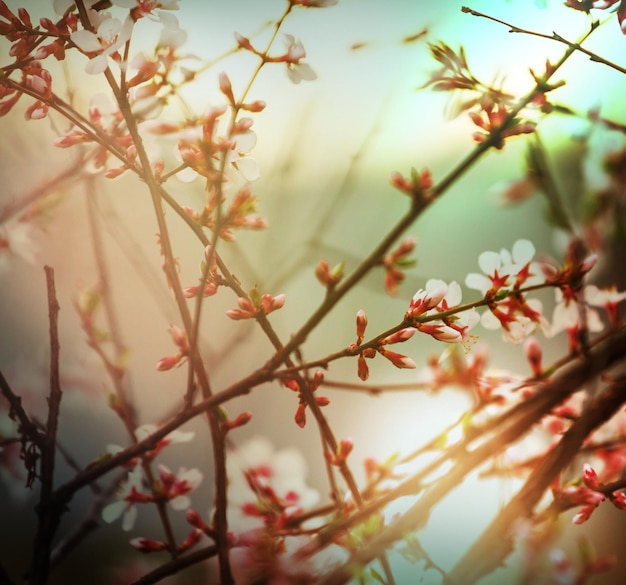 Cerisier en fleurs