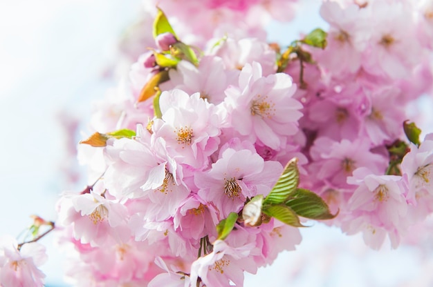 Cerisier en fleurs