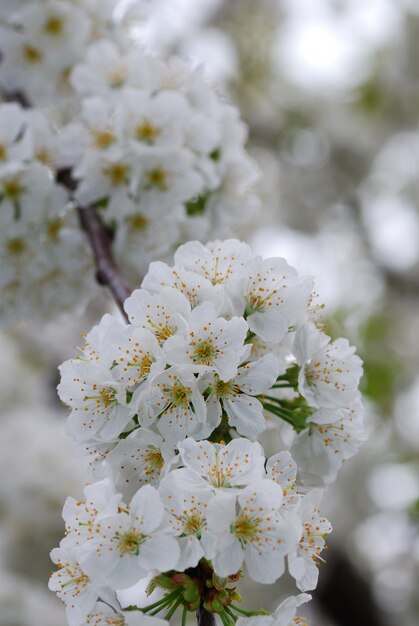 Cerisier en fleurs