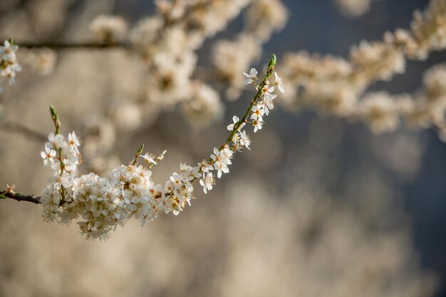 Cerisier en fleurs