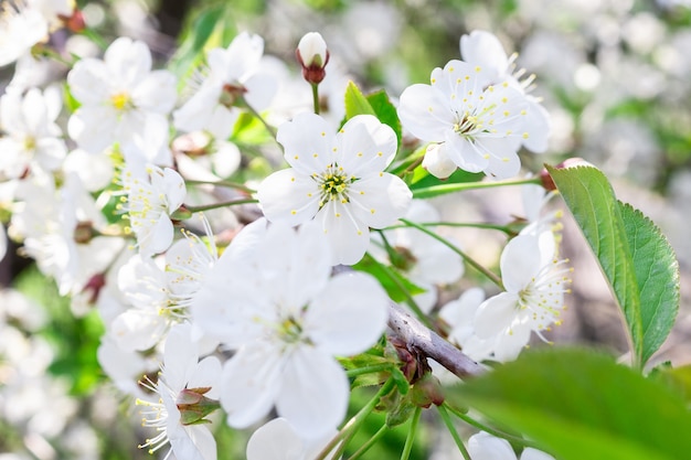 Cerisier en fleurs