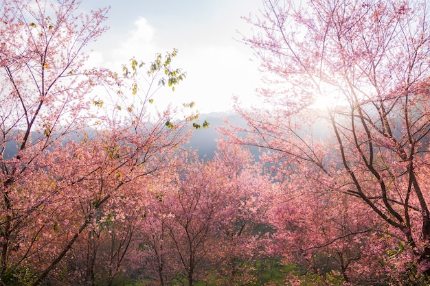 Cerisier de l&#39;Himalaya, fleur de Prunus cerasoides Sakura