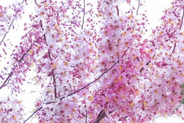 Cerisier de l&#39;Himalaya sauvage Prunus cerasoides en fleurs sur fond blanc