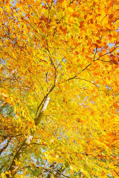 Cerisier jaune d'automne dans le parc d'automne