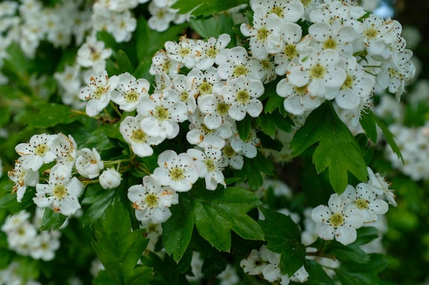 Cerisier des oiseaux en fleurs. photo de haute qualité