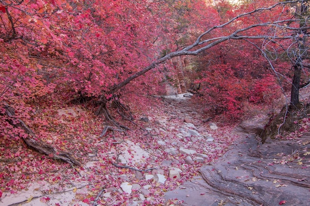 Photo un cerisier rose en fleurs à l'automne