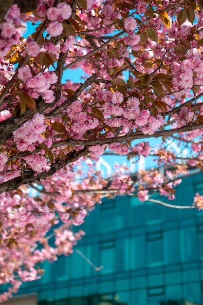 Cerisier sakura en fleurs bouchent l'espace de copie