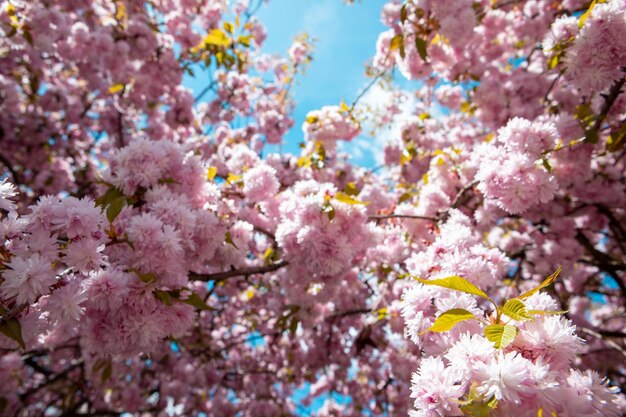 Cerisier sakura en fleurs bouchent l'espace de copie