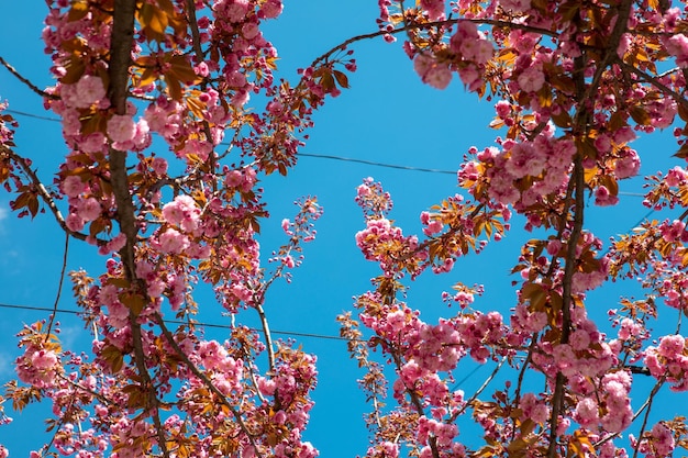 Cerisier sakura en fleurs
