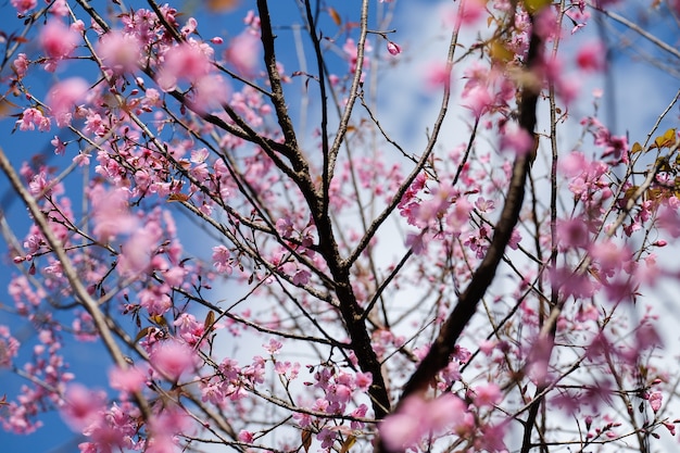 Cerisier sauvage de l&#39;Himalaya