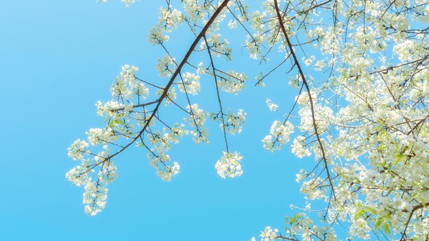 Des cerisiers blancs de l'Himalaya en fleurs dans un jardin