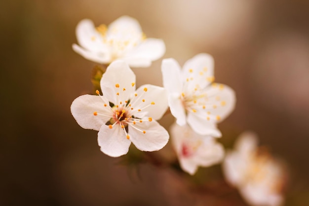 Cerisiers en fleurs au printemps fond de printemps