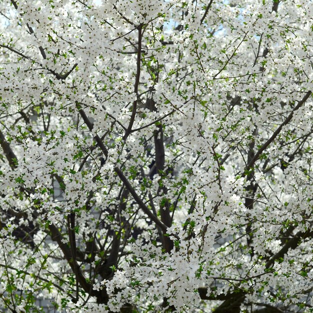 Photo les cerisiers en fleurs au printemps