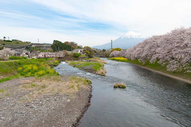 Cerisiers en fleurs bordant la rivière Urui dans la ville de Fuji avec le majestueux mont Fuji en arrière-plan