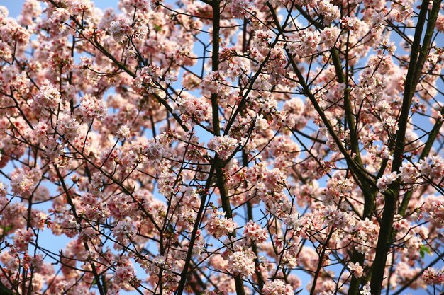Photo des cerisiers en fleurs sur les branches avec un ciel bleu en arrière-plan