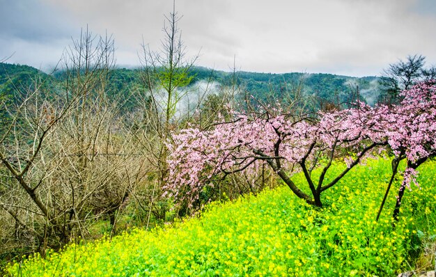 Des cerisiers en fleurs sur le champ contre le ciel