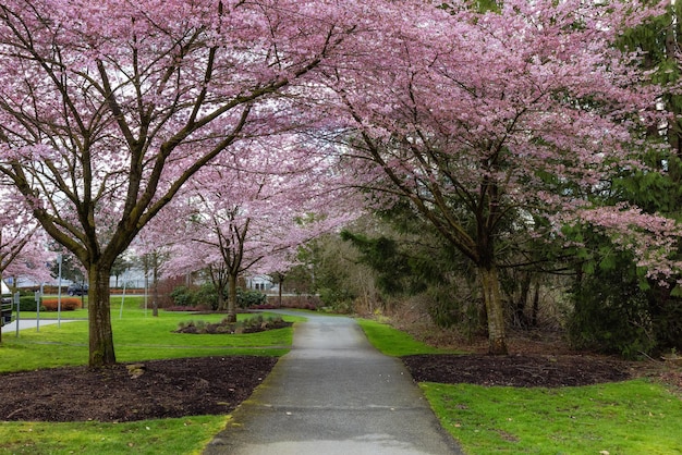 Cerisiers en fleurs sur un chemin panoramique dans un quartier