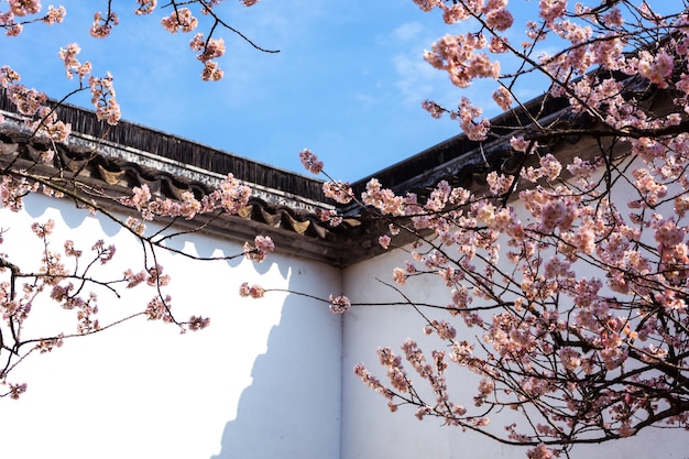 Cerisiers en fleurs dans la cour