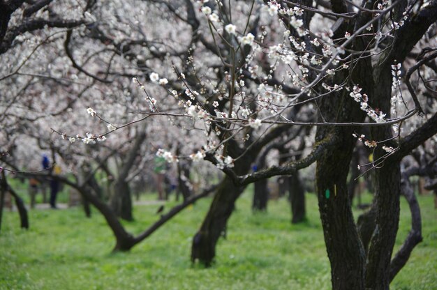 Photo des cerisiers en fleurs dans le parc