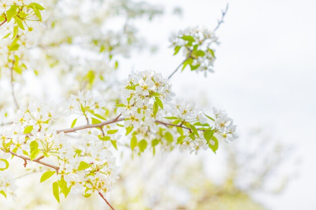 Cerisiers en fleurs sur la nature floue