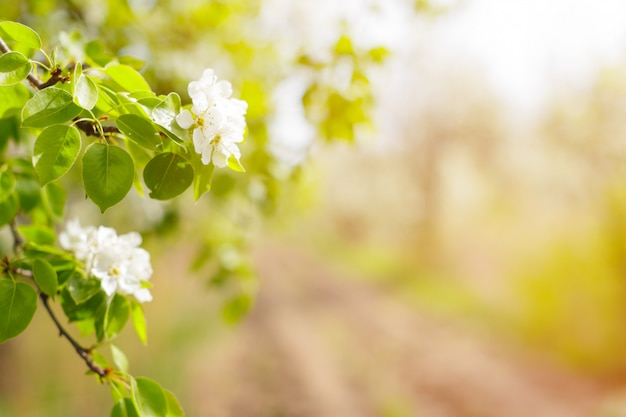 Cerisiers en fleurs sur la nature floue