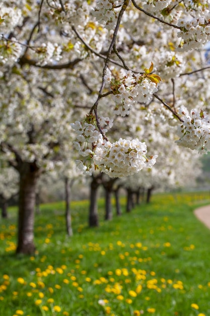 Cerisiers en fleurs à Obereggenenggenen