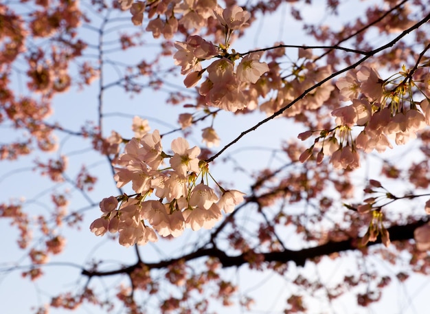 Cerisiers en fleurs par Tidal Basin