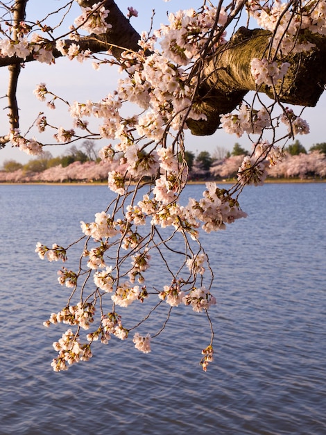 Cerisiers en fleurs par Tidal Basin