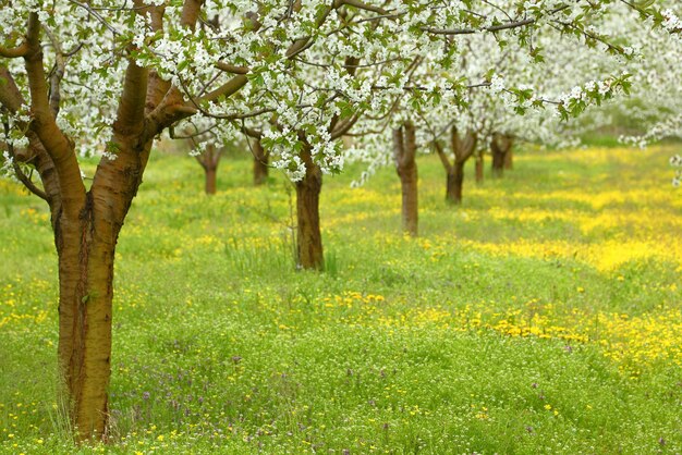 Photo cerisiers en fleurs de printemps dans un champ vert