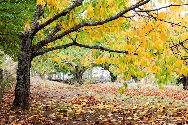 Cerisiers pleins de feuilles jaunes