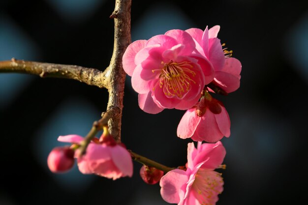 Photo les cerisiers roses au printemps