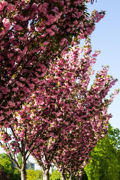 Cerisiers sakura à fleurs roses dans le parc