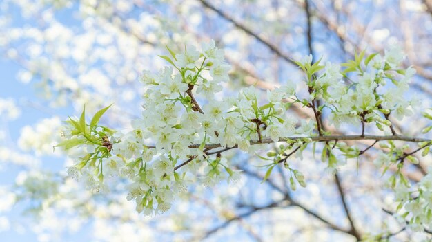 Des cerisiers sauvages blancs de l'Himalaya en fleurs dans un jardin