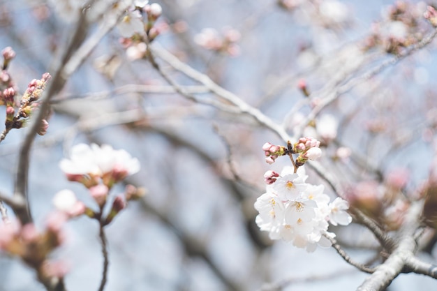 Les cerisiers de Someiyoshino en fleurs au début de la floraison Le point d'observation des cerisiers en fleurs de printemps Ukiha Préfecture de Fukuoka Kyushu Rangée de cerisiers le long de la rivière